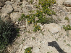 Asteriscus aquaticus