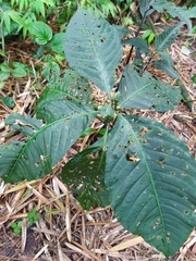 Solanum anceps