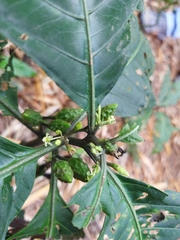 Solanum anceps