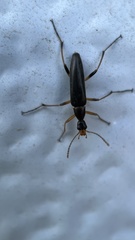 Cephaloon lepturides