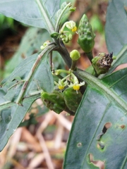Solanum anceps