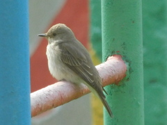 Muscicapa striata