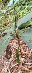 Solanum anceps