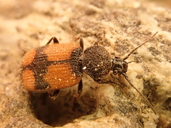 Panagaeus cruxmajor