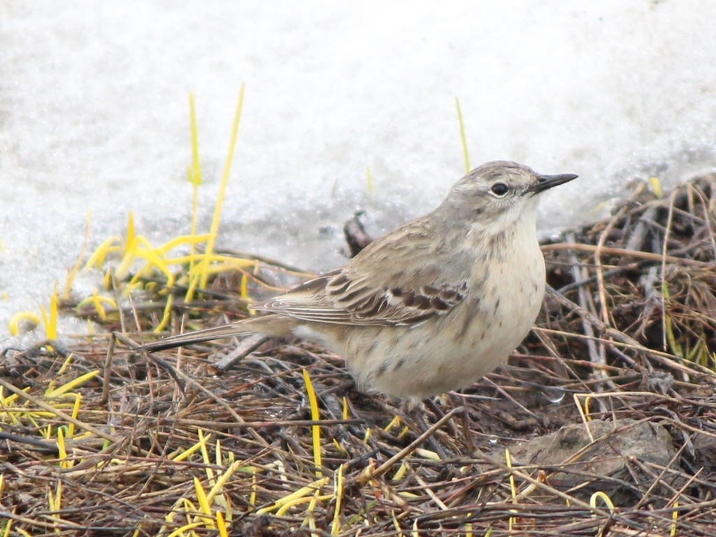 Foto de Water Pipit