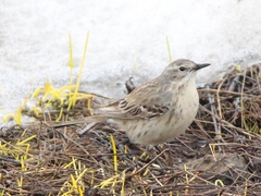 Water Pipit photo 4