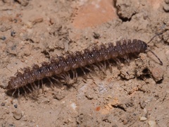 Polydesmus angustus