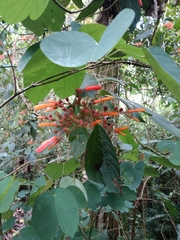 Hamelia patens
