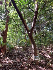 Neonauclea reticulata