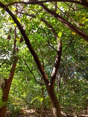 Neonauclea reticulata