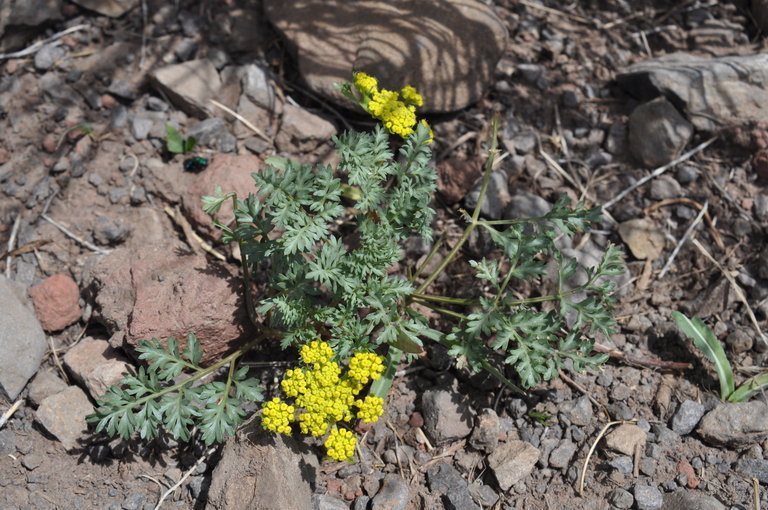 broadsheath desert parsley