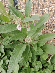 Symphytum officinale