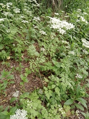 Chaerophyllum temulum