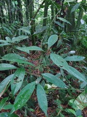 Aiouea montana