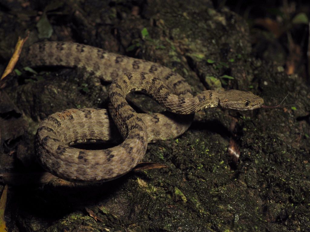 Trungkhanh Pitviper