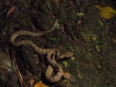 Trungkhanh Pitviper photo 2