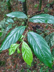 Ampelocera albertiae