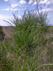 Haloxylon ammodendron