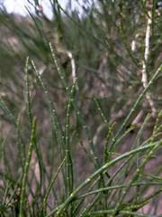 Haloxylon ammodendron