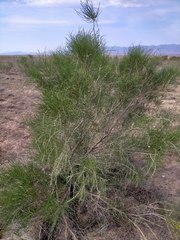 Haloxylon ammodendron