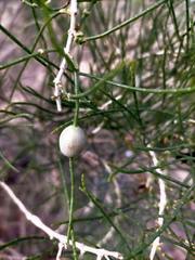 Haloxylon ammodendron