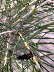 Haloxylon ammodendron