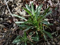 Oenothera argillicola