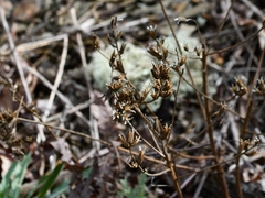 Oenothera argillicola