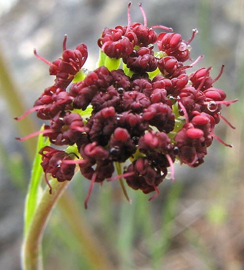 Lomatium marginatum
