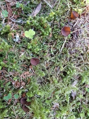Dumontinia tuberosa
