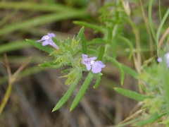 Salvia texana