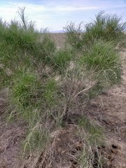 Haloxylon ammodendron