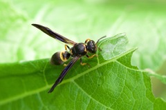 Ancistrocerus unifasciatus
