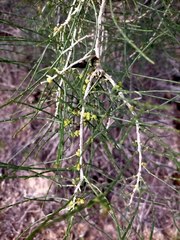 Haloxylon ammodendron