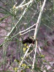 Haloxylon ammodendron