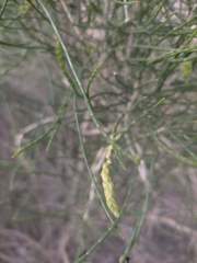 Haloxylon ammodendron