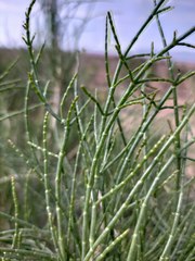 Haloxylon ammodendron