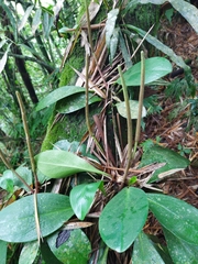 Peperomia obtusifolia