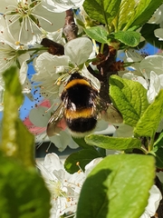 Bombus