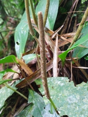 Peperomia obtusifolia