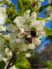 Bombus