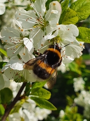 Bombus