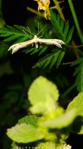 Horehound Plume Moth