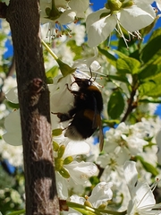 Bombus