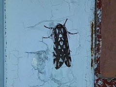 Arachnis dilecta