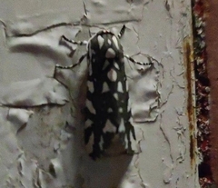 Arachnis dilecta