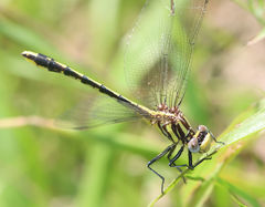 Phanogomphus oklahomensis