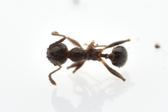 Pheidole crassicornis