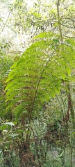 Cyathea caracasana
