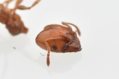 Pheidole crassicornis